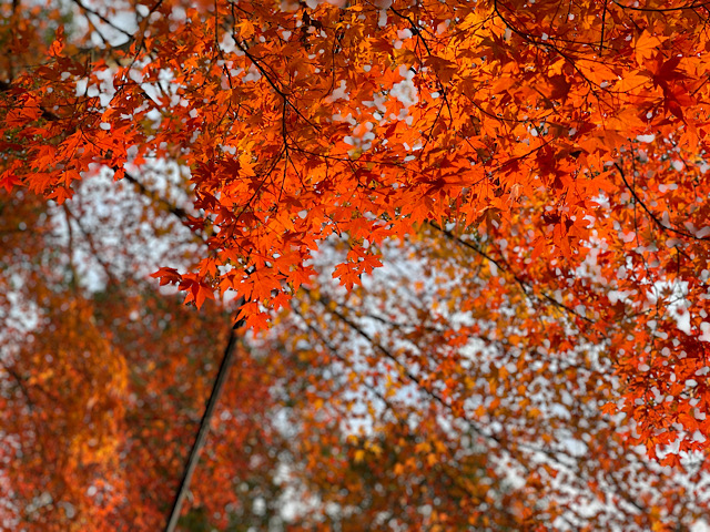 信貴山紅葉